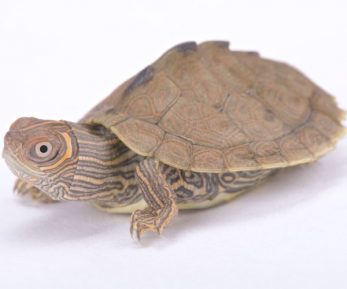 8 [Small Turtles That Stay Small as Pets] That Make Great Pets - All ...