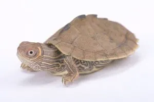 Mississippi Map turtle on white background