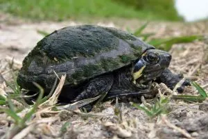 Mississippi Mud turtle on ground close up with algae on its shell