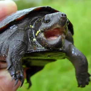 Mississippi mud turtle being held with mouth open