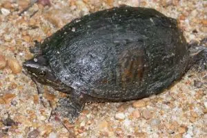 Mississippi mud turtle on gravel