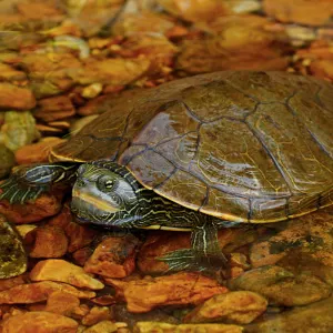 Northern Map Turtle (Graptemys geographica) in Shannon County Missouri by Peter Paplanus