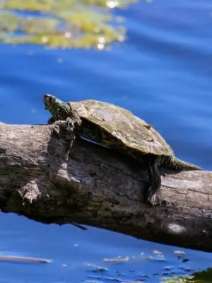 Northern Map turtle basking on downed tree in lake (Graptemys geographica)