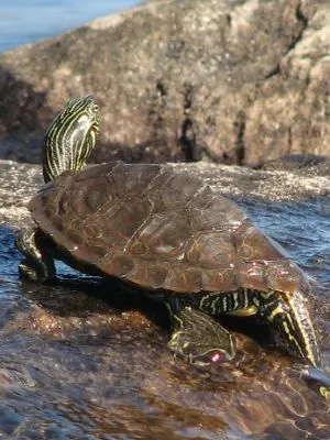 Northern Map turtle in Illinois (Graptemys Geographica)