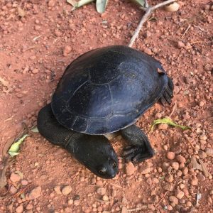 34 Types of Turtles In Australia - All Turtles