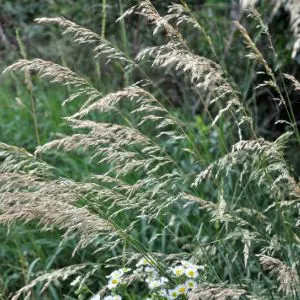 Oat grass (Arrhenatherum Elatiu)