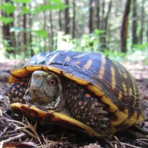 Ornate box turtle (Terrapene ornata ornata) in Illinois