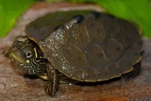 Ouachita Map Turtle (Graptemys_ouachitensis)