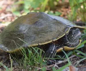 Ouachita Map turtle in Illinois (Graptemys Ouachitensis)