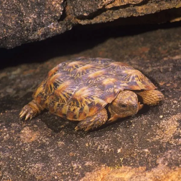 Pancake Tortoise (Malacochersus tornieri) sitting on a rock in Samburu, Kenya
