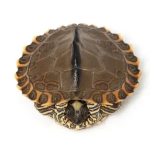 Pearl River Map Turtle (Graptemys pearlensis) on white background