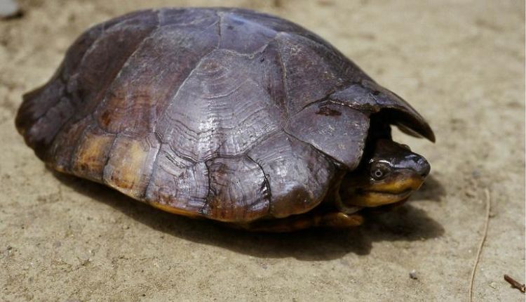 What Are The Interesting Facts About Philippine Turtles?