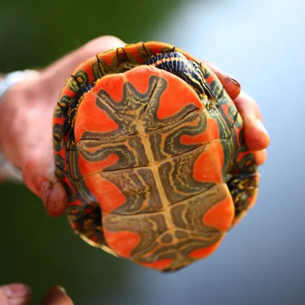 Plastron of a Western Painted Turtle (Chrysemys picta bellii) in Davis County, Utah by Pink Sherbet