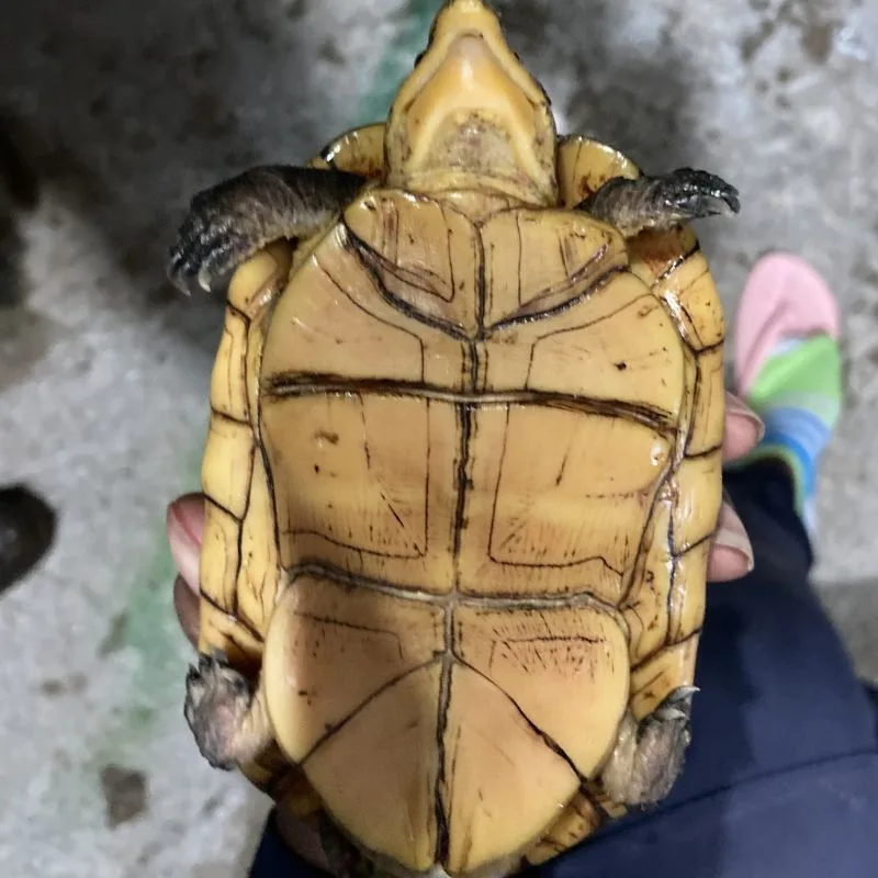 Plastron of a White Lipped Mud Turtle