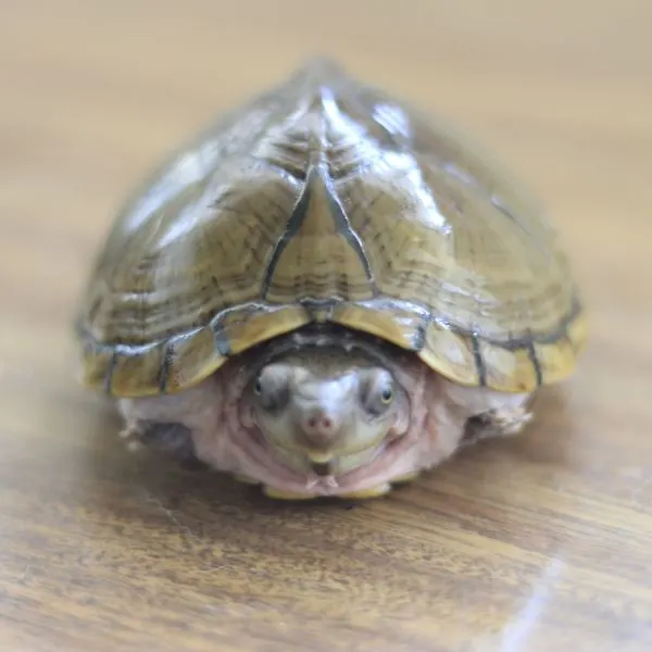 Razorback Musk (Sternotherus carinatus) turtle on table