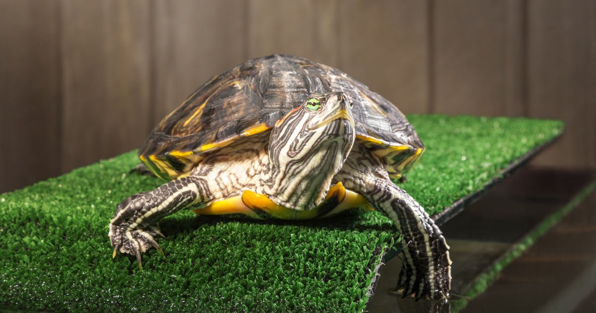 20 nails turtle magical tortoise