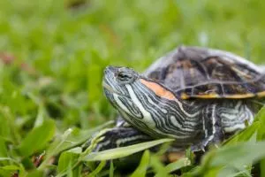 Red Eared Slider Turtle on Grass