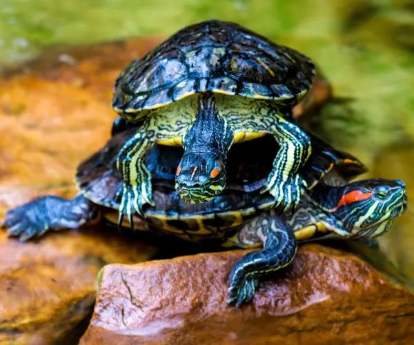 Red Eared Sliders stacked on each other (Trachemys scripta elegans)