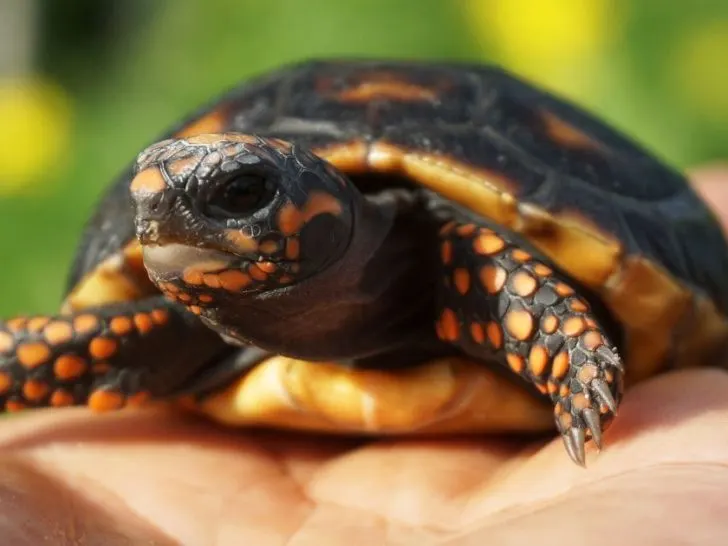 Red-Footed Tortoise Care Guide
