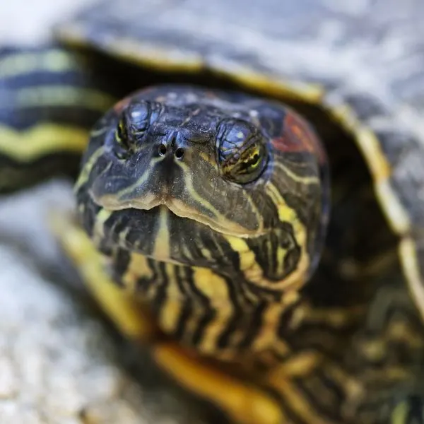 a red-eared slider with its eyes closed
