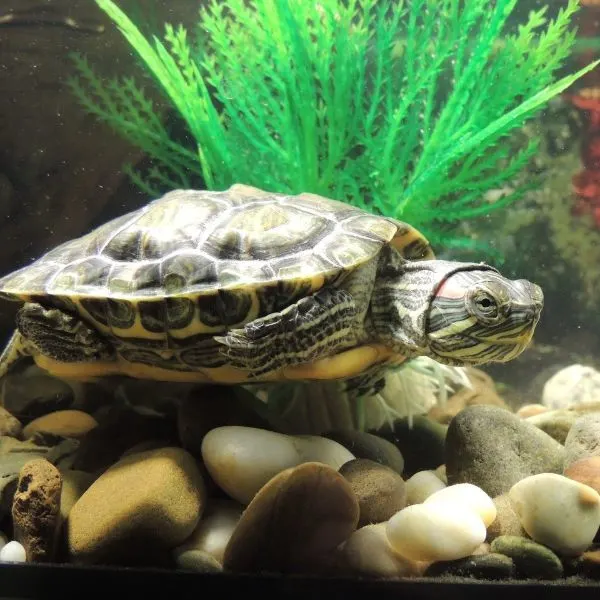 Red-eared Slider swimming in a tank