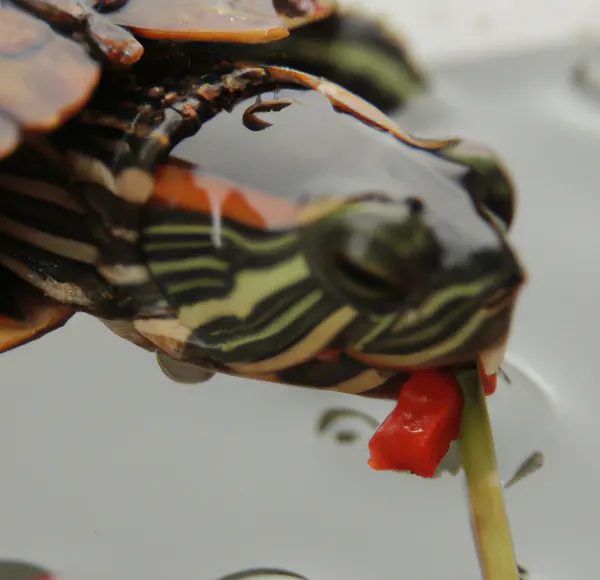 Red eared slider turtle eating some bell pepper