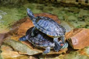 Red eared sliders stacked on each other