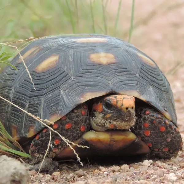 Red-footed Tortoise (Chelonoidis carbonaria) on small pebbles and grass in Mato Grosso do Sul, Brazil