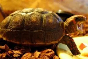 Redfooted-Tortoise