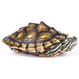 Ringed Map Turtle (Graptemys oculifera) on white background
