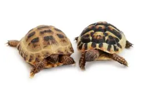 Russian tortoise and hermanns tortoise