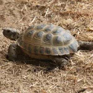 Russian tortoise exploring outdoor enclosure
