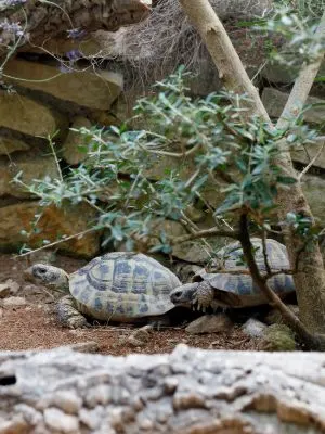 Russian tortoise outdoors in enclosure