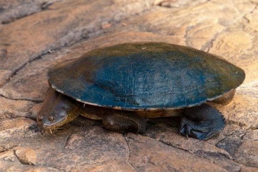 34 Types of Turtles In Australia - All Turtles