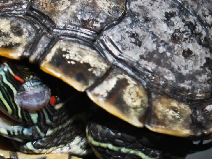 Shell rot in turtles