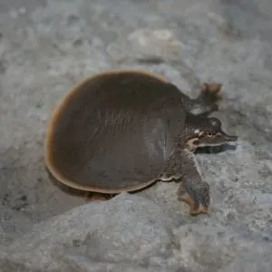 Smooth Softshell Turtle (Apalone Mutica)