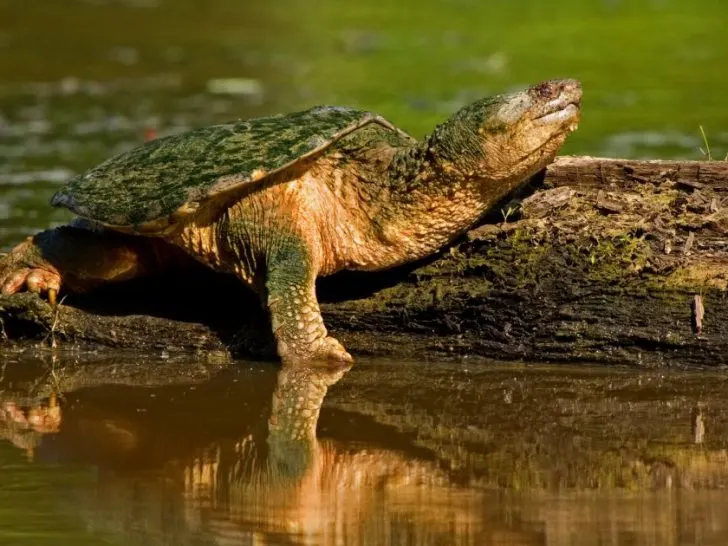 How Long Is A Snapping Turtles Neck