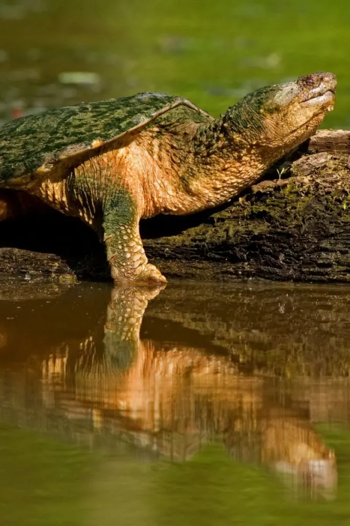 Snapping turtle on a log 8x12