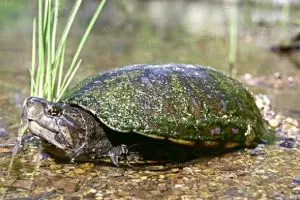 Sonora Mud turtle (Kinosternon Sonoriense)