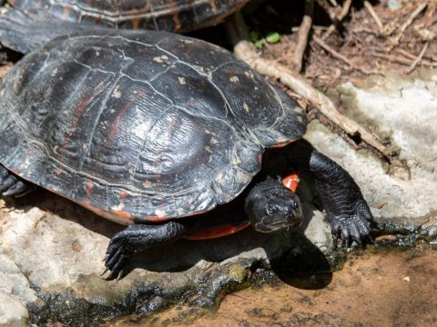 Ultimate Eastern Painted Turtle Care Guide – EXAIP