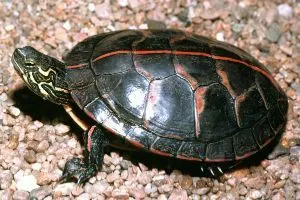 Southern Painted Turtle