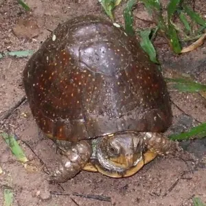 Southern Spotted Box Turtle (Terrapene nelsoni nelsoni) sitting on the ground