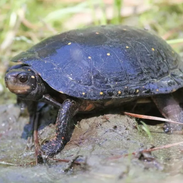 Spotted Turtle (Clemmys guttata) in muddy water near grass in Virginia, USA