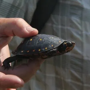 Spotted Turtle being held by man (Clemmys Guttata)