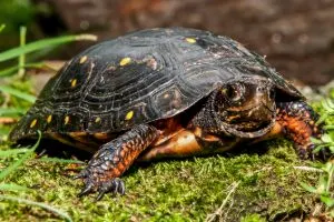 Spotted turtle (Clemmys Guttata) in the wild