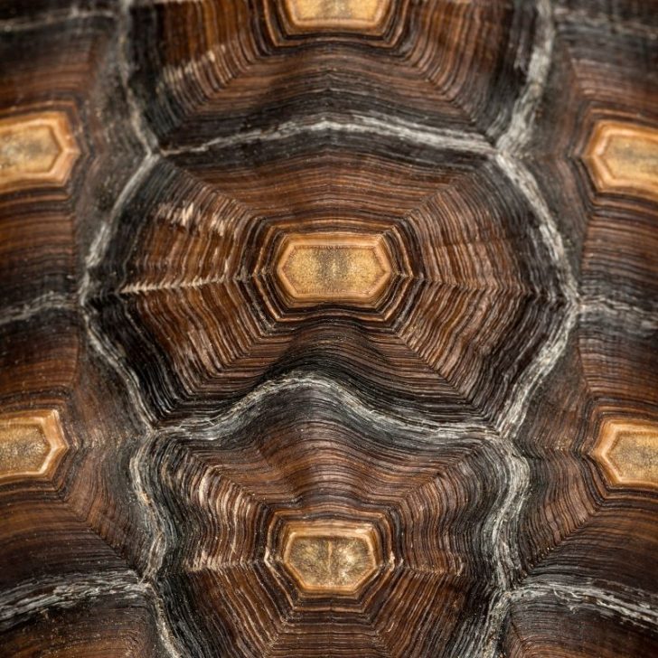 Turtle Anatomy 101 Shell Structure Inner Workings Explained All 