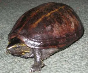 Striped Mud Turtle on carpet
