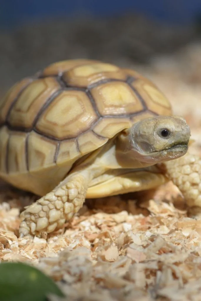 Sulcata tortoise in its tortoise table on fresh substrate