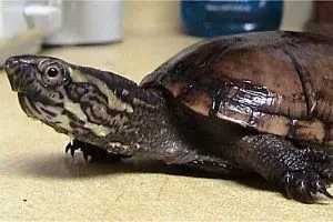 The eastern mud turtle (Kinosternon subrubrum) or common mud turtle