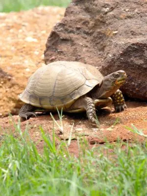 Three-toed box turtle (terrapene carolina triunguis) outdoors, against a rock and grass backdrop